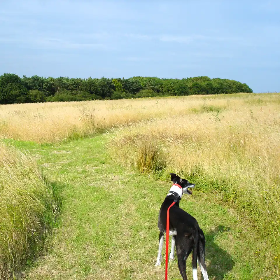 Highfields_Dog_Friendly