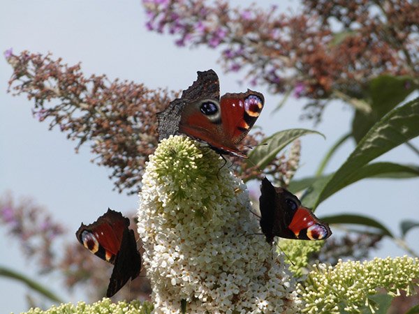 Highfields_Retreat_Wildlife_Gallery_1