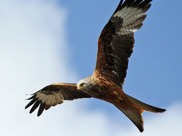 Highfields_Retreat_Wildlife_Gallery_10