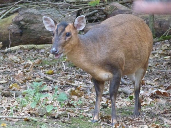 Highfields_Retreat_Wildlife_Gallery_11