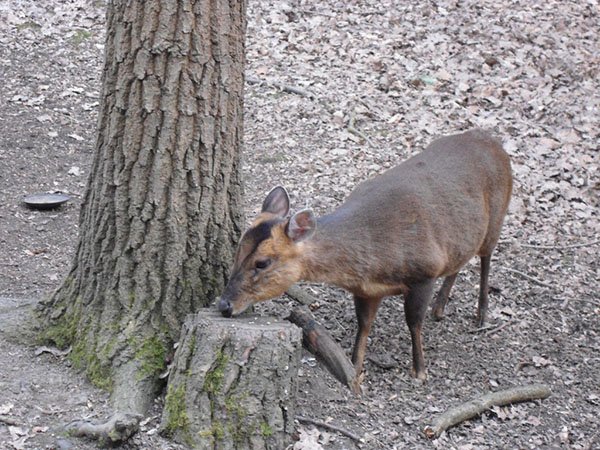 Highfields_Retreat_Wildlife_Gallery_12
