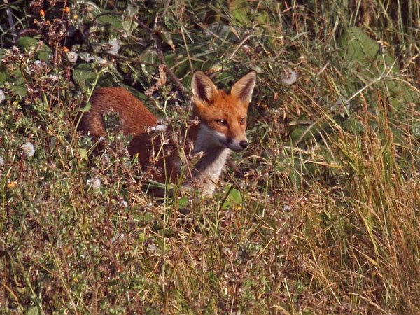 Highfields_Retreat_Wildlife_Gallery_13