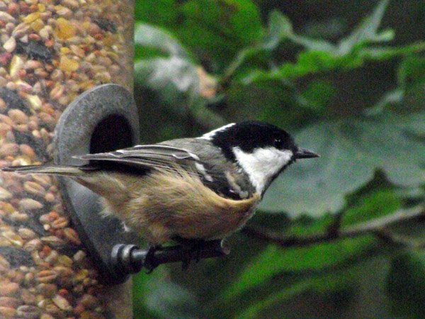Highfields_Retreat_Wildlife_Gallery_15