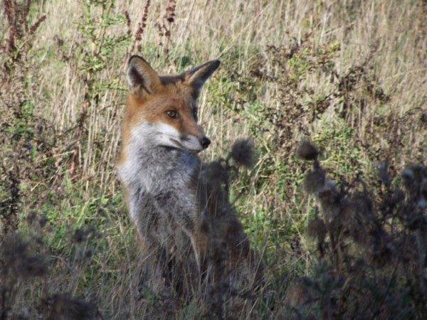 Highfields_Retreat_Wildlife_Gallery_16