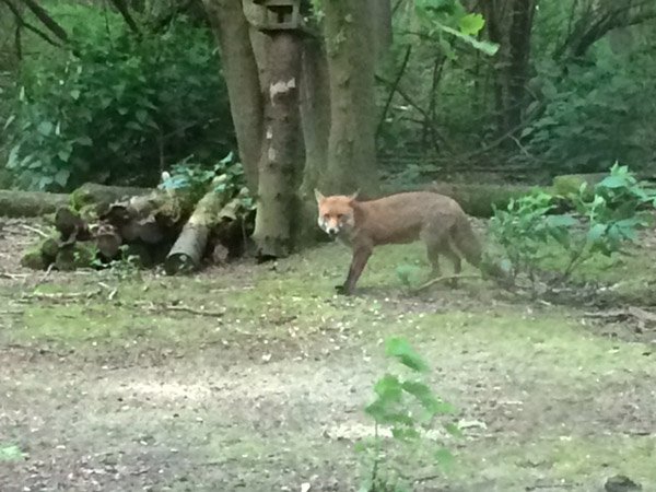 Highfields_Retreat_Wildlife_Gallery_17