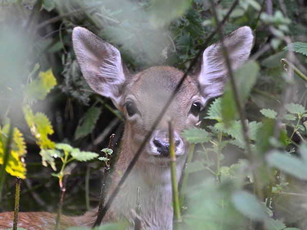 Highfields_Retreat_Wildlife_Gallery_18