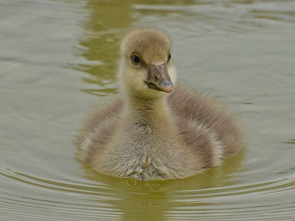 Highfields_Retreat_Wildlife_Gallery_19