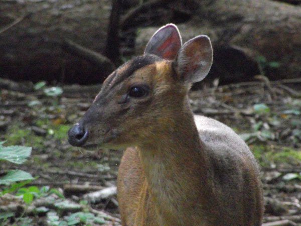 Highfields_Retreat_Wildlife_Gallery_2