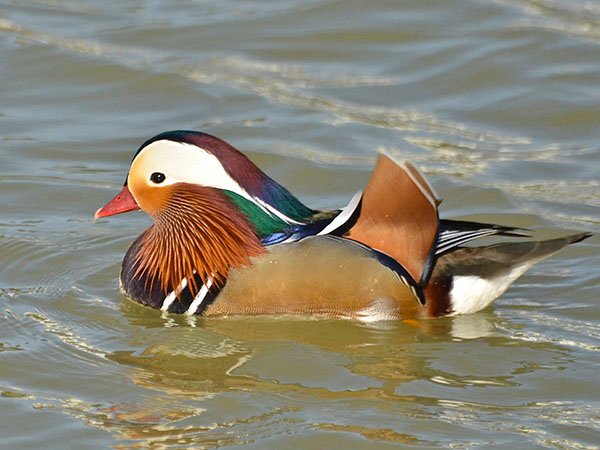 Highfields_Retreat_Wildlife_Gallery_20