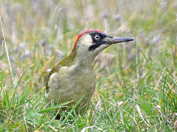 Highfields_Retreat_Wildlife_Gallery_21