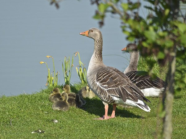 Highfields_Retreat_Wildlife_Gallery_22