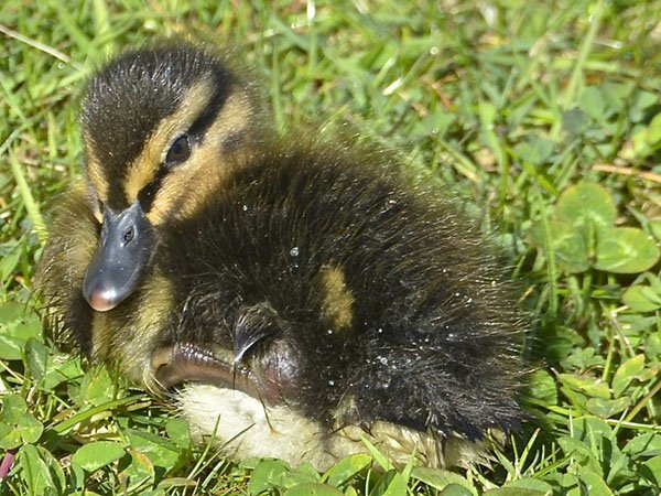 Highfields_Retreat_Wildlife_Gallery_23