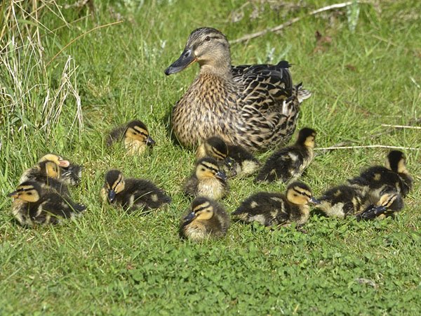 Highfields_Retreat_Wildlife_Gallery_24