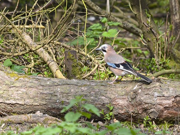Highfields_Retreat_Wildlife_Gallery_25