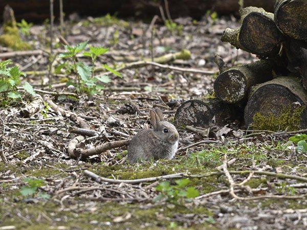 Highfields_Retreat_Wildlife_Gallery_26