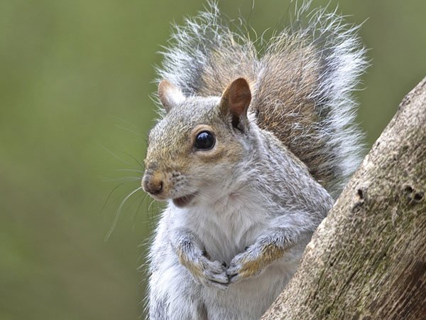 Highfields_Retreat_Wildlife_Gallery_27