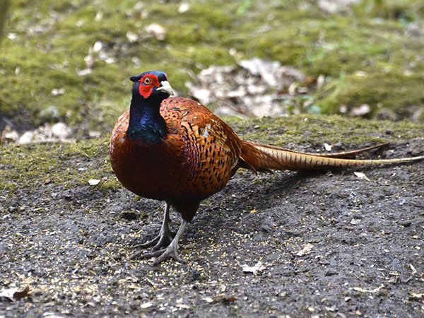 Highfields_Retreat_Wildlife_Gallery_28