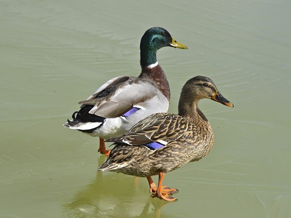 Highfields_Retreat_Wildlife_Gallery_29