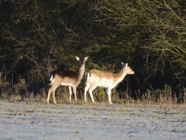 Highfields_Retreat_Wildlife_Gallery_31