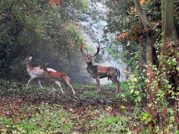 Highfields_Retreat_Wildlife_Gallery_7