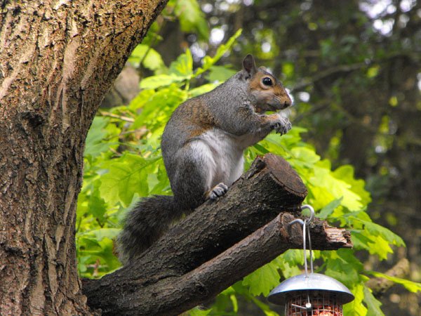 Highfields_Retreat_Wildlife_Gallery_8