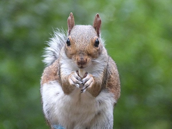 Highfields_Retreat_Wildlife_Gallery_9