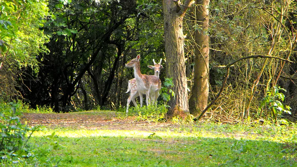 Highfileds_Wildlife