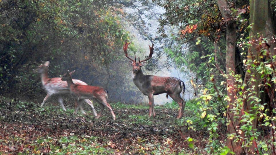 Stag at Highfields
