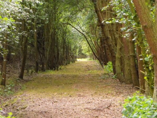 Cedar Caravan - Image 10